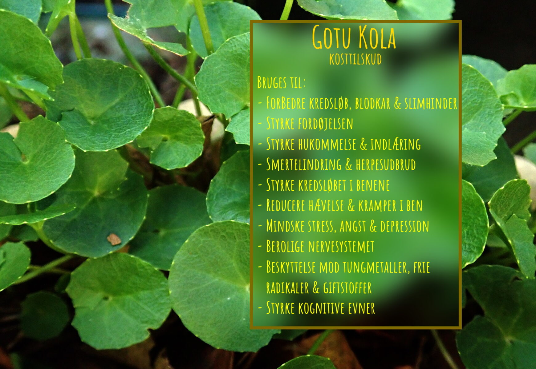 Gotu Kola kosttilskud.