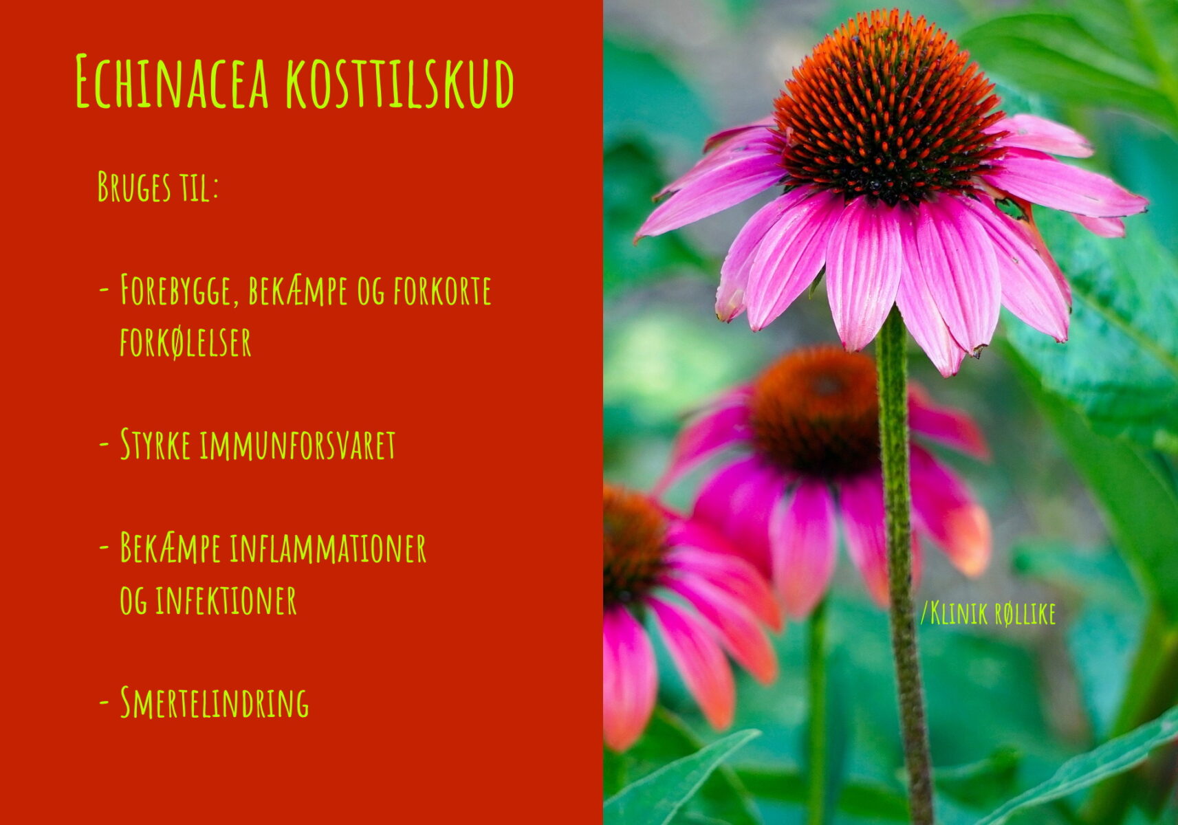 Echinacea (Rød solhat) kosttilskud.