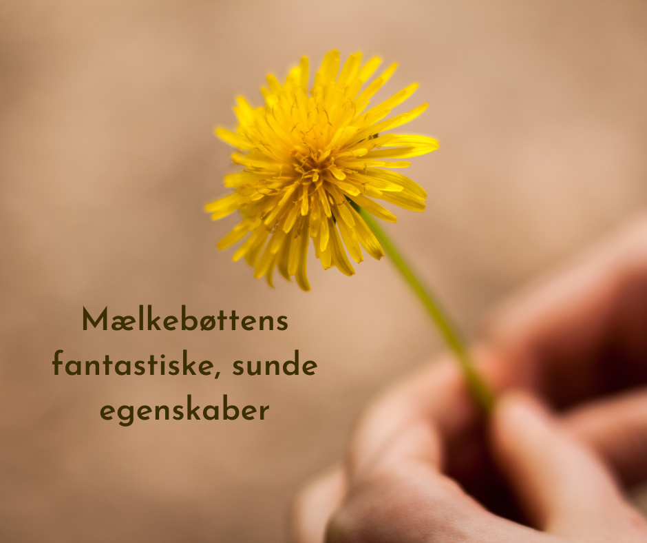 Derfor skal du drikke mælkebøtte te.