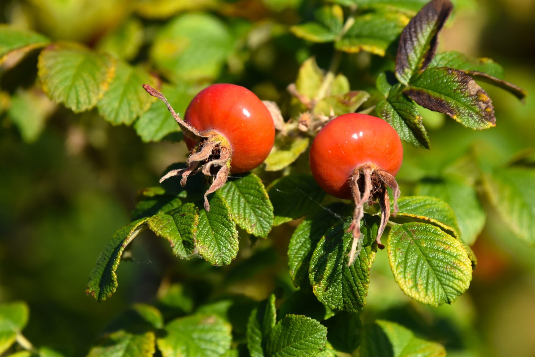 Hyben er superfood og en vitaminbombe.
