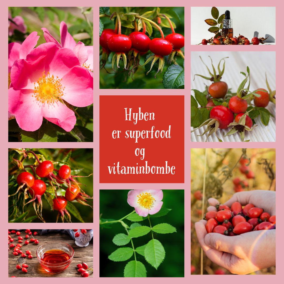 Hyben er superfood og en vitaminbombe.