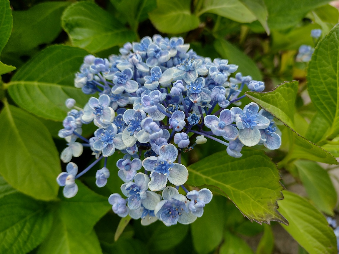 At se et menneske blomstre, er noget af det smukkeste der findes. En historie fra Klinik Røllike.