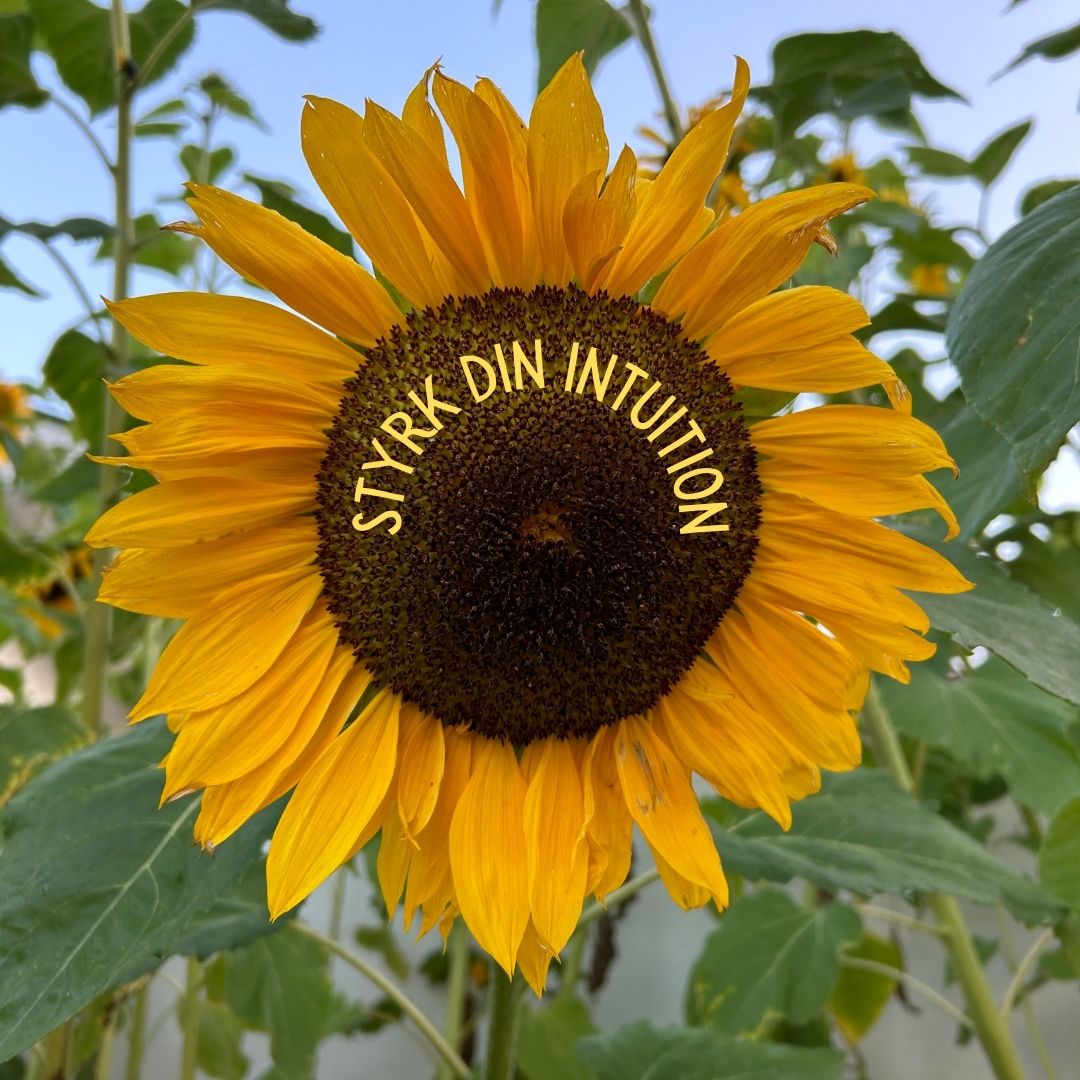 Hvordan styrker jeg min intuition?
